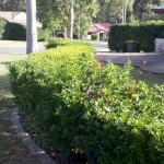 before Hedge #2