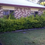 before hedge #1